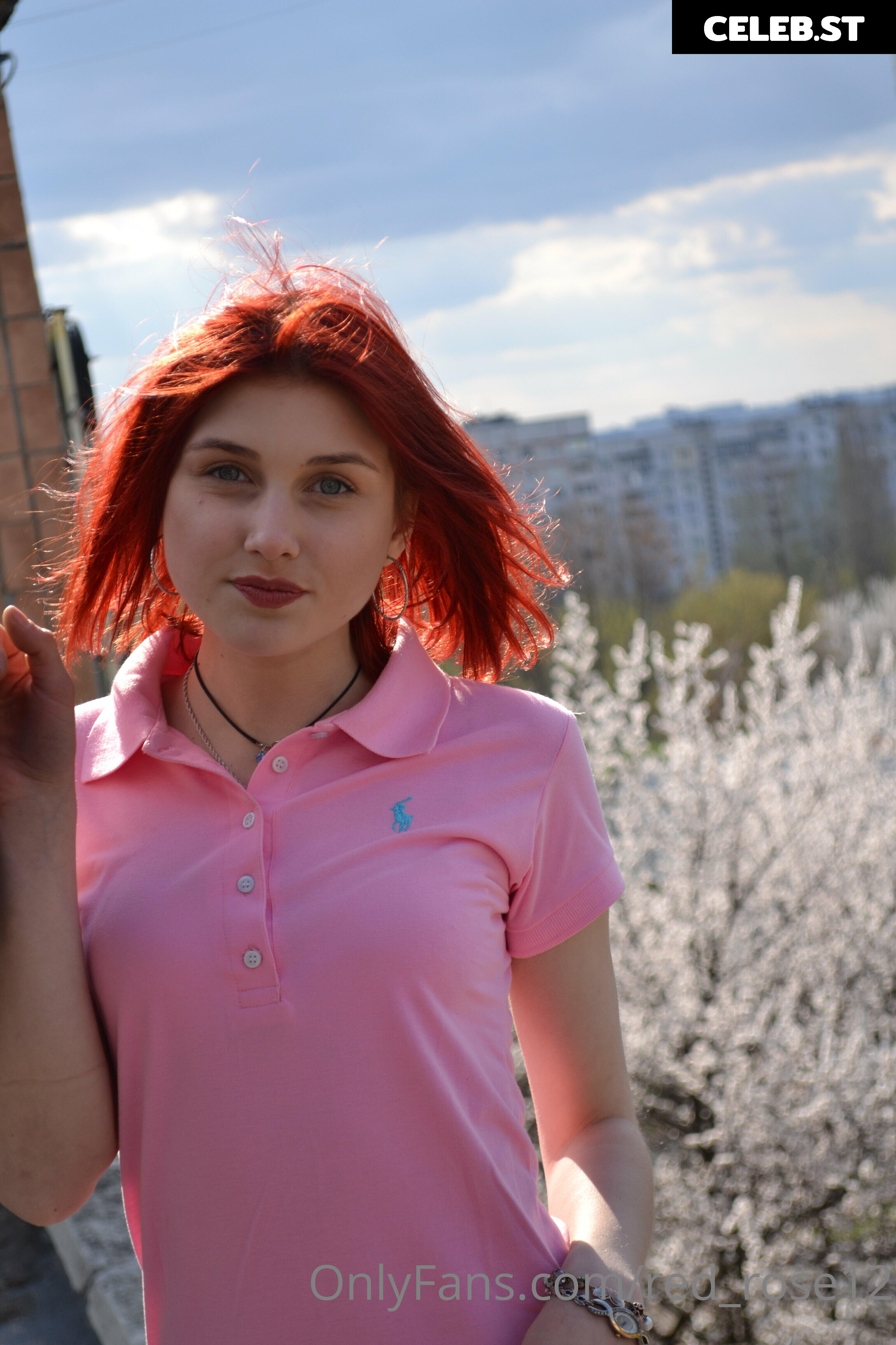 red_rose12 Image 22220307