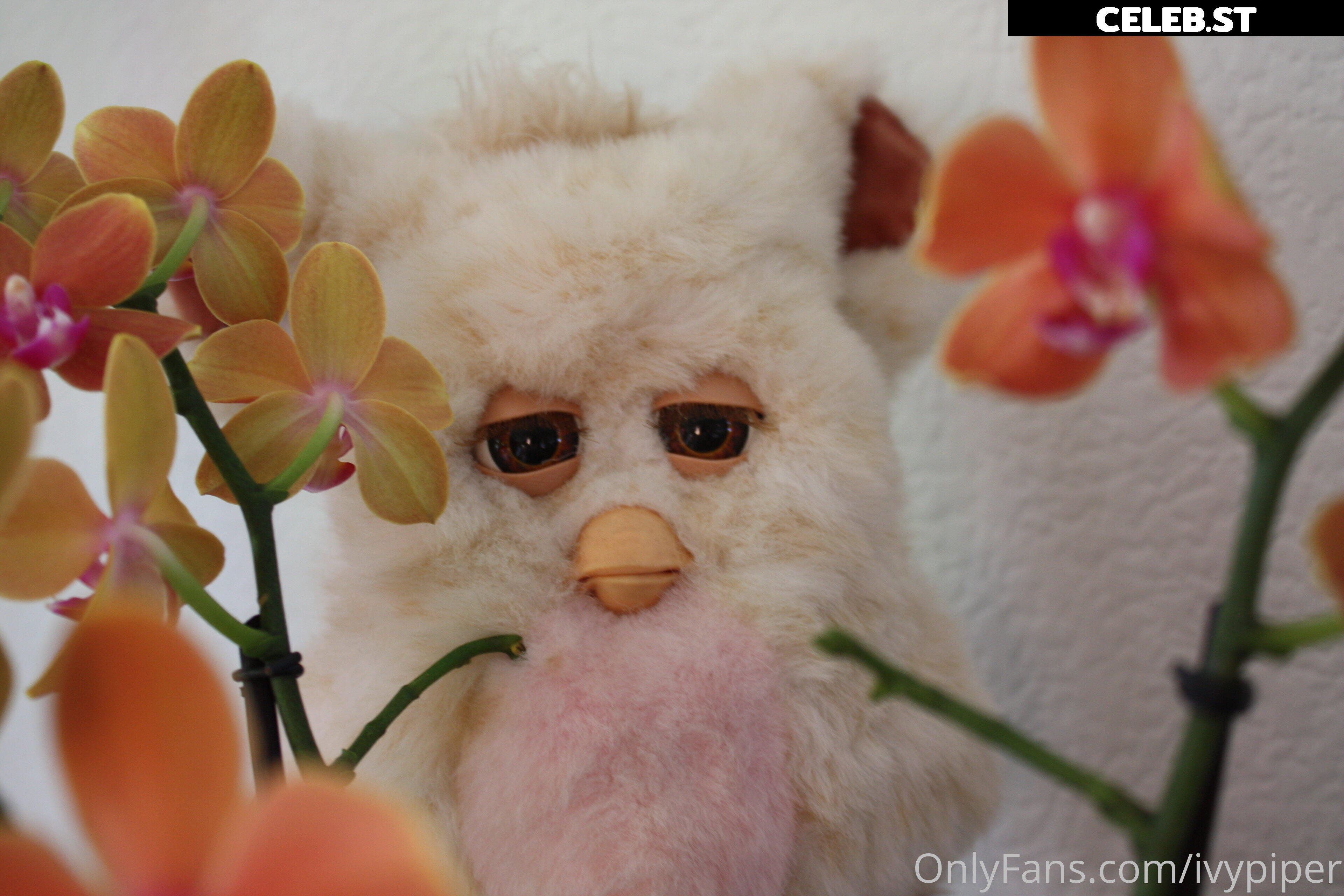 Ivy Piper Image 2207681