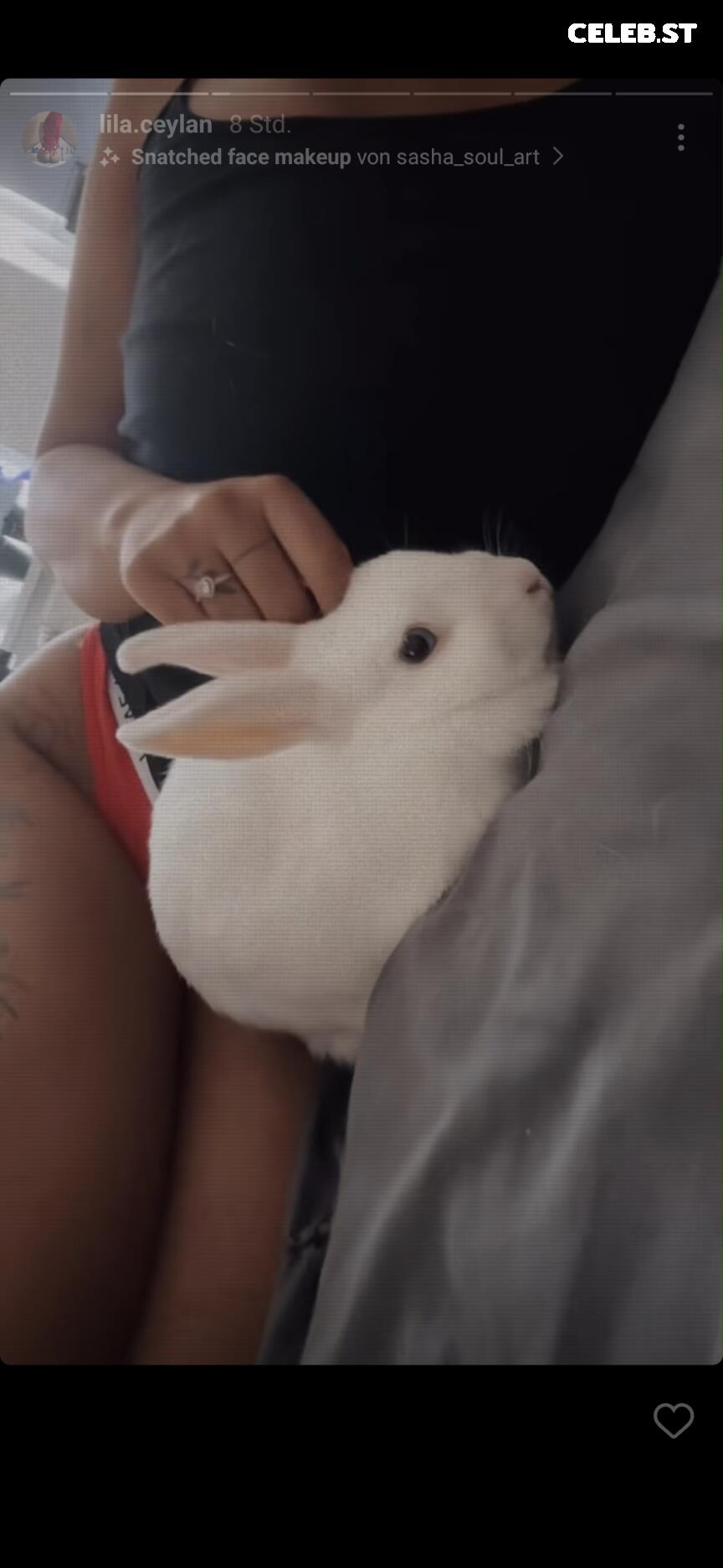 Red_Bunny Image 2394562