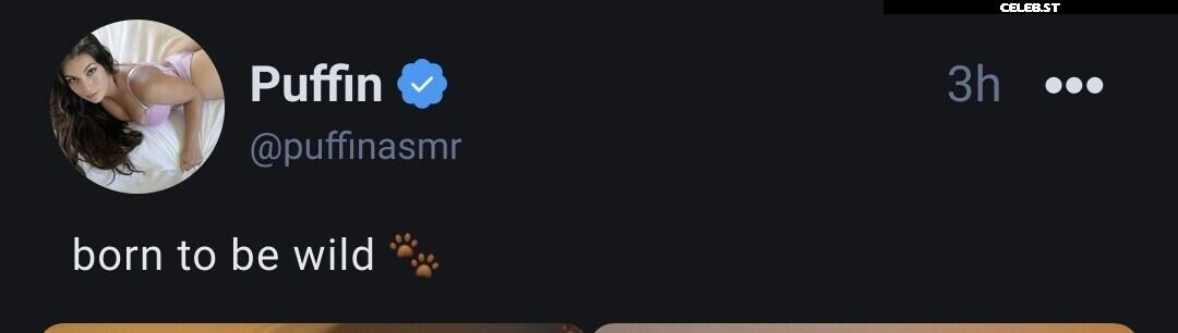 ASMR Puffin Image 20625014