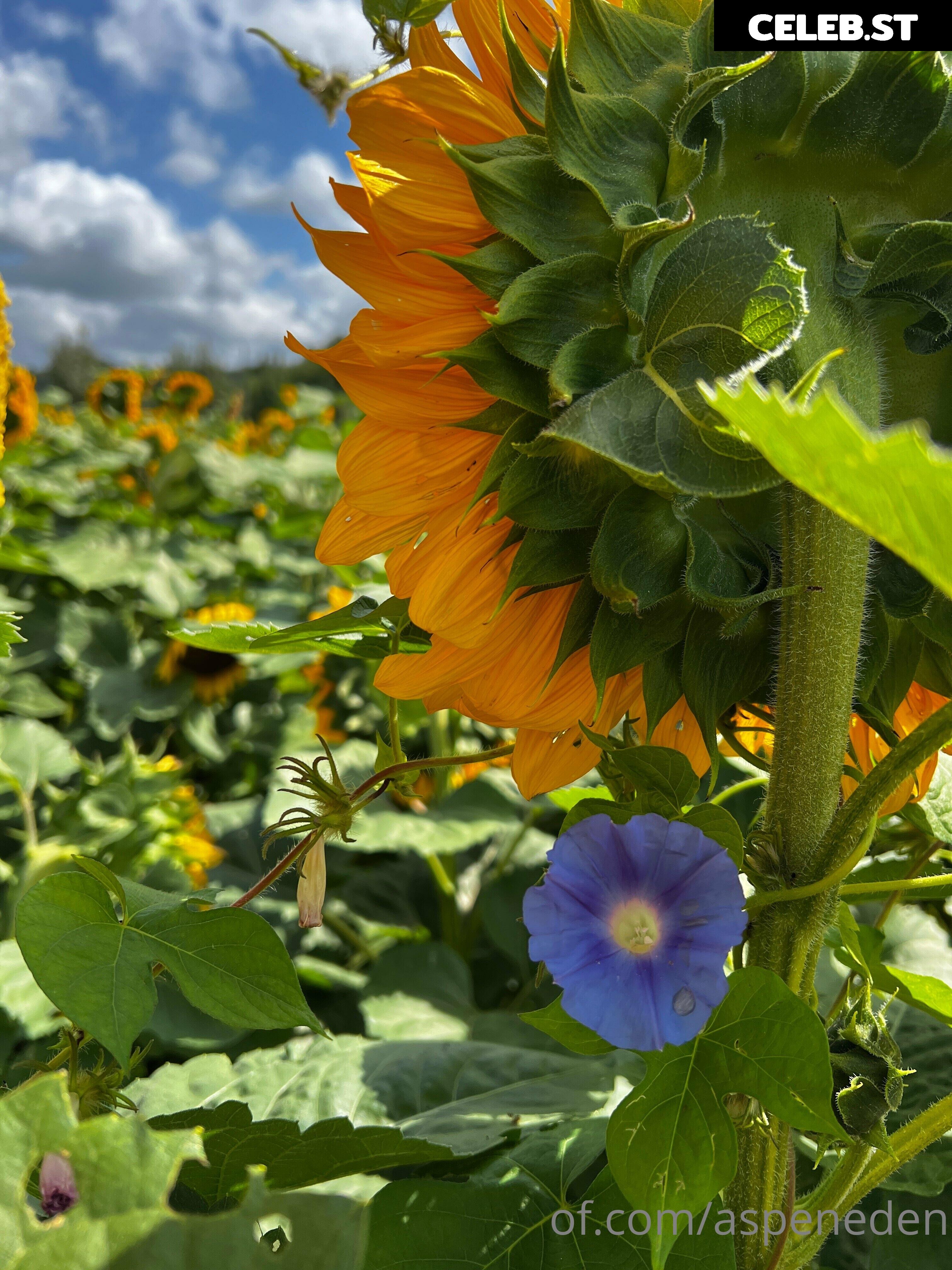 Aspeneden Image 116125