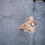 Morgan Lily Image 12524522