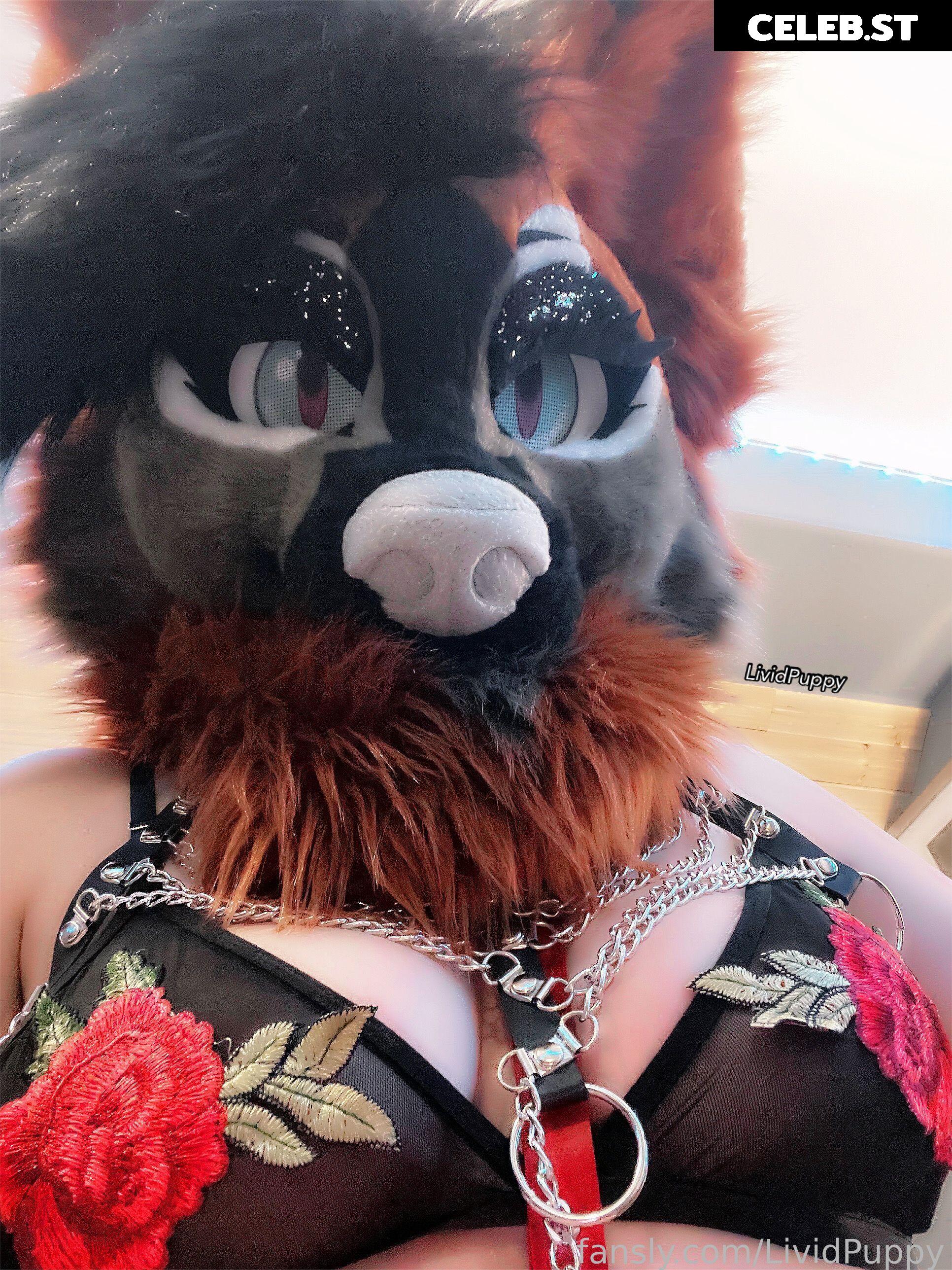 LividPuppy Image 13405876