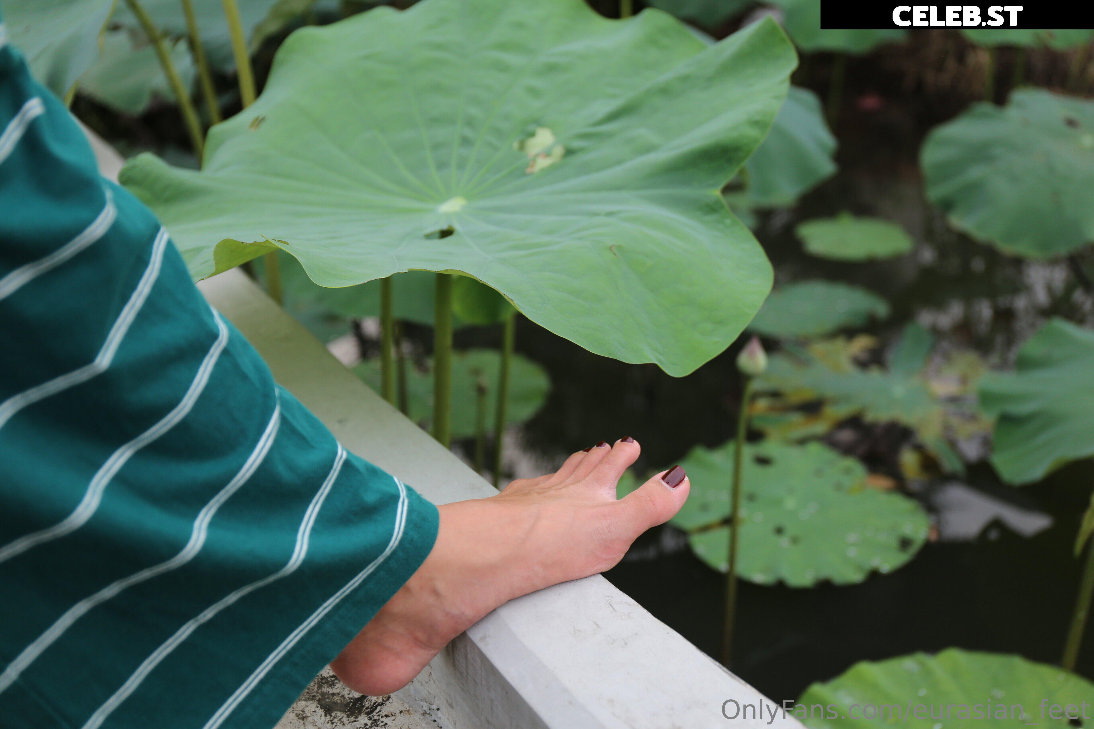 eurasian_feet Image 18057060