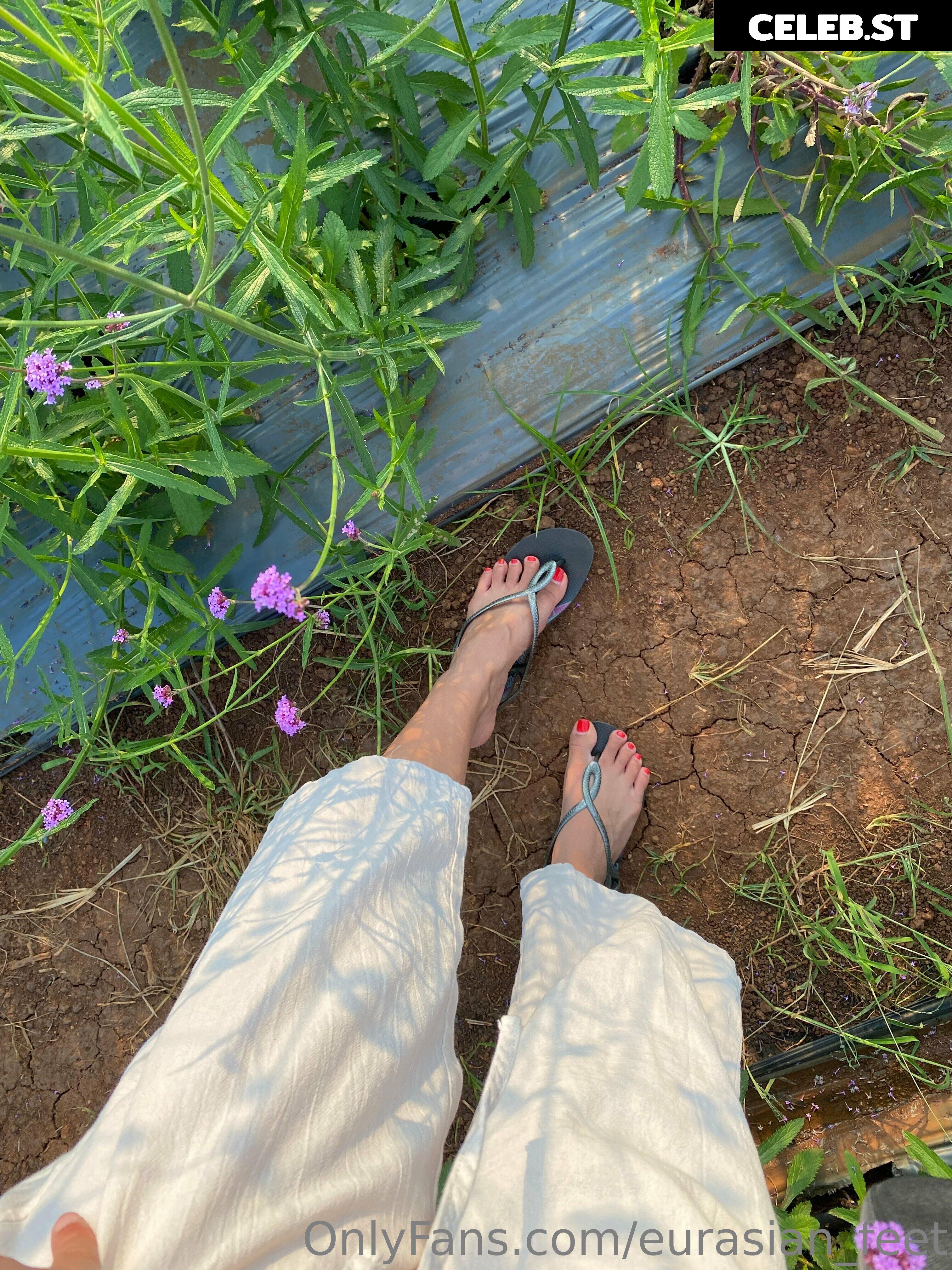 eurasian_feet Image 18066659
