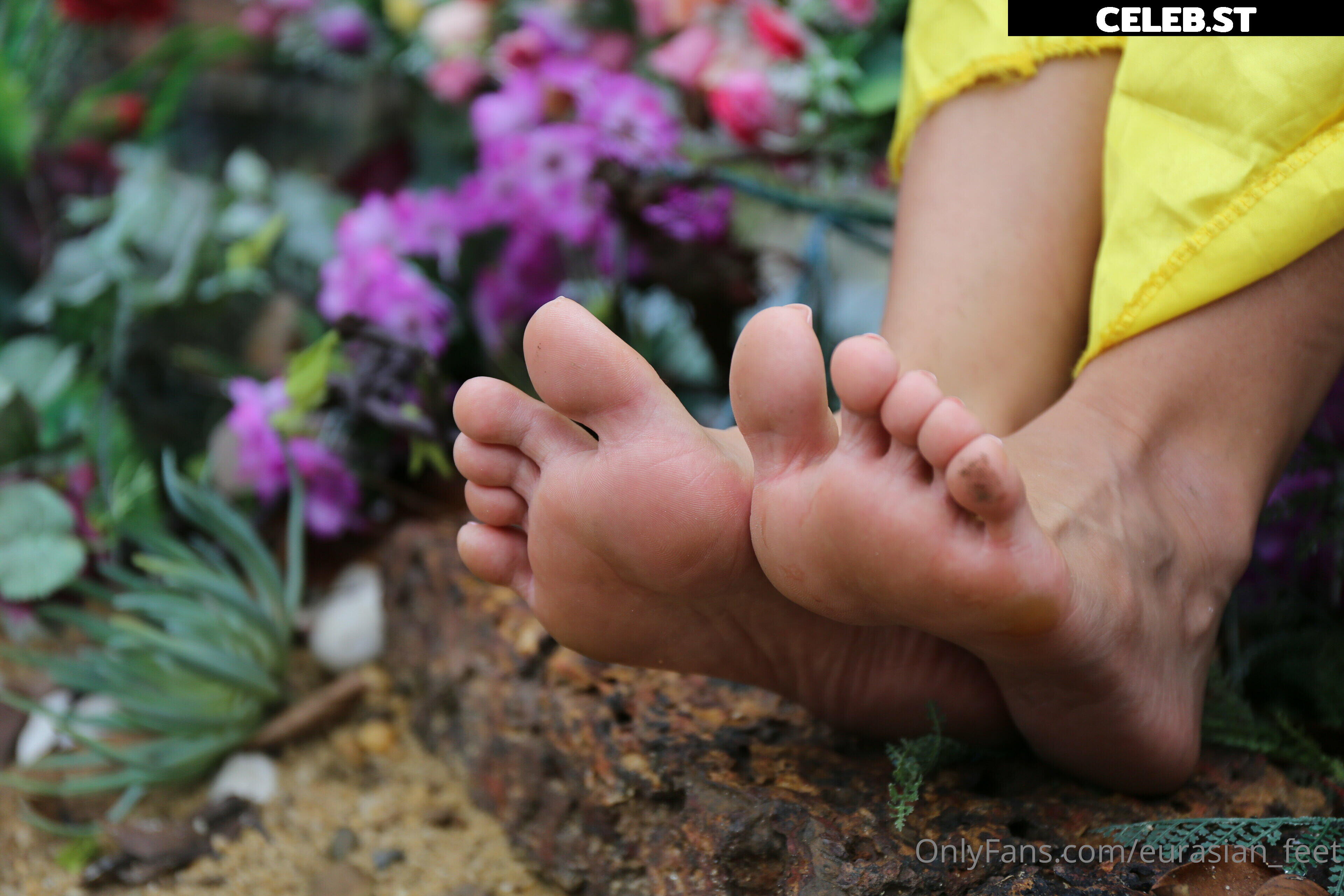 eurasian_feet Image 18069215