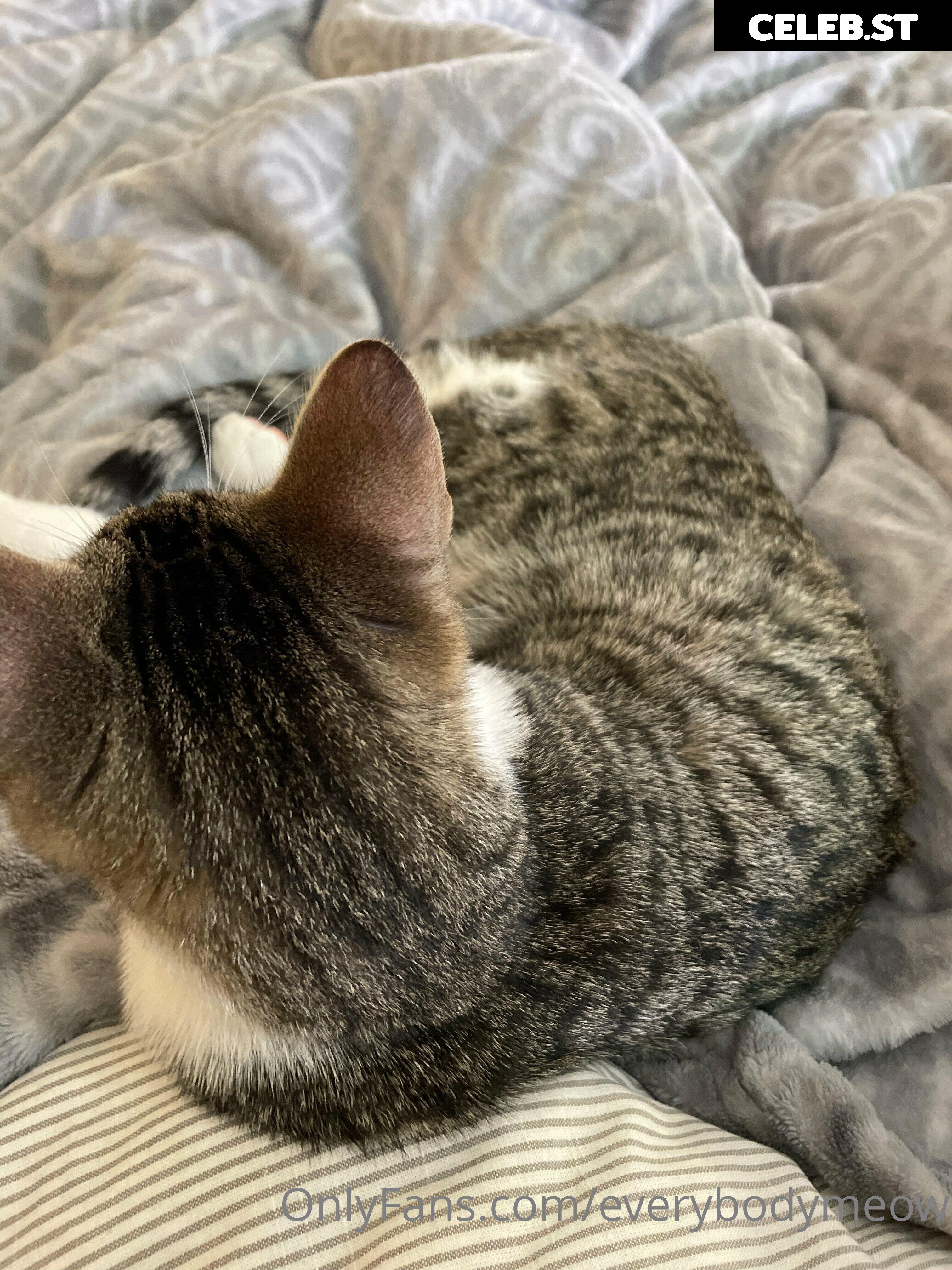 everybodymeow Image 14653708