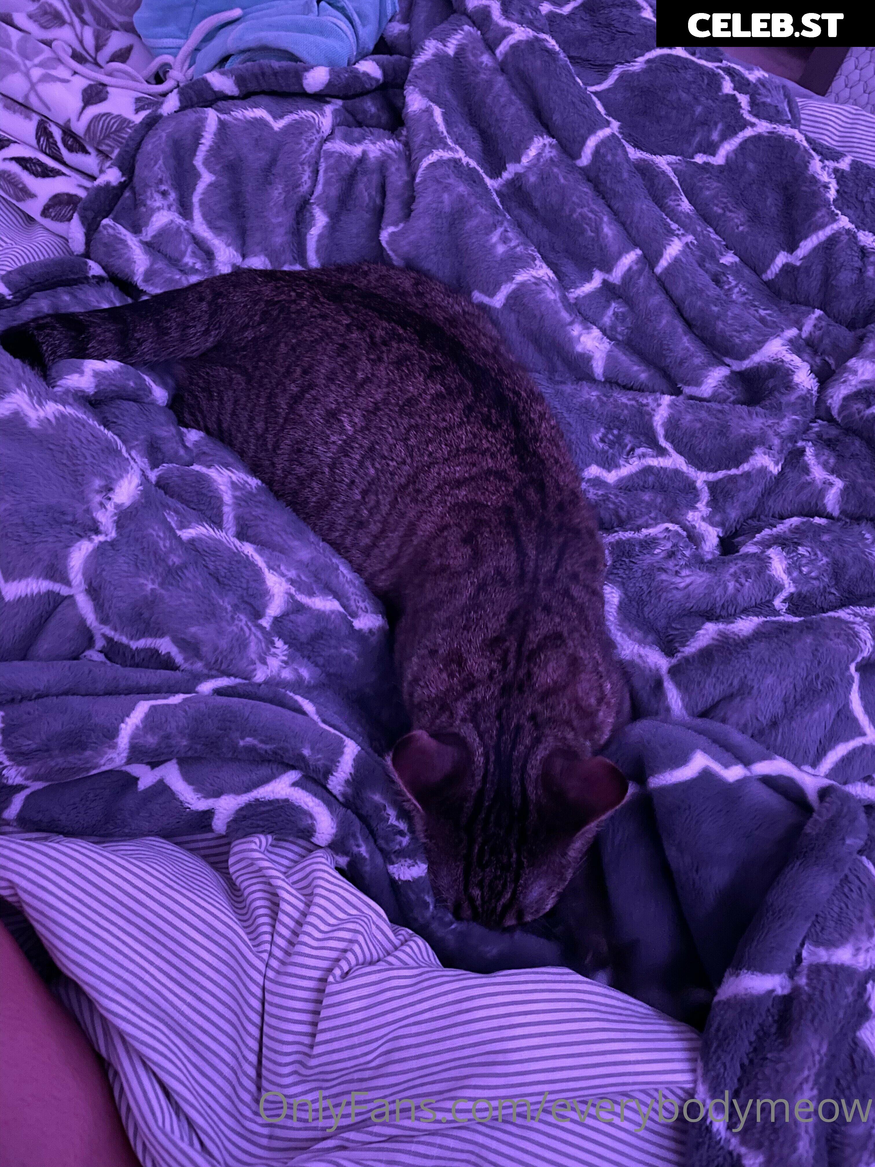 everybodymeow Image 14653386