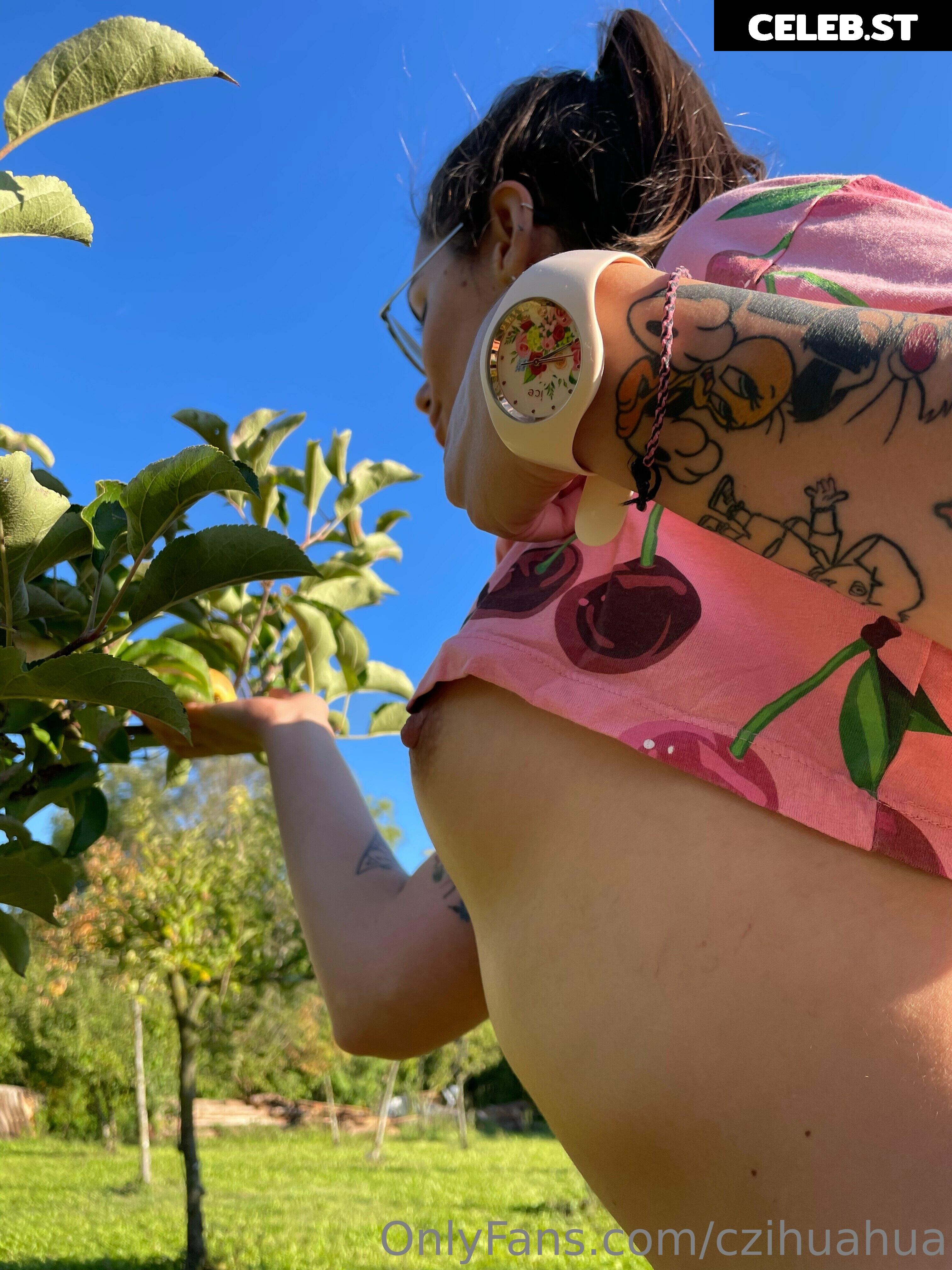 czihuahua Image 353208