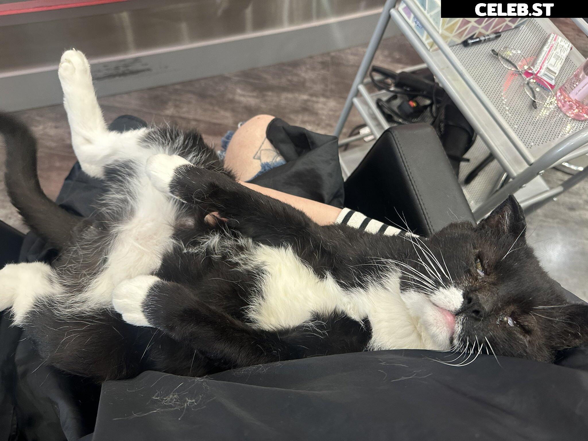 CottontailVA Image 3655354