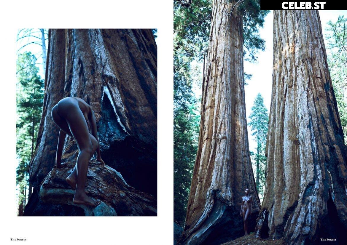 Shasta Wonder Image 3012420