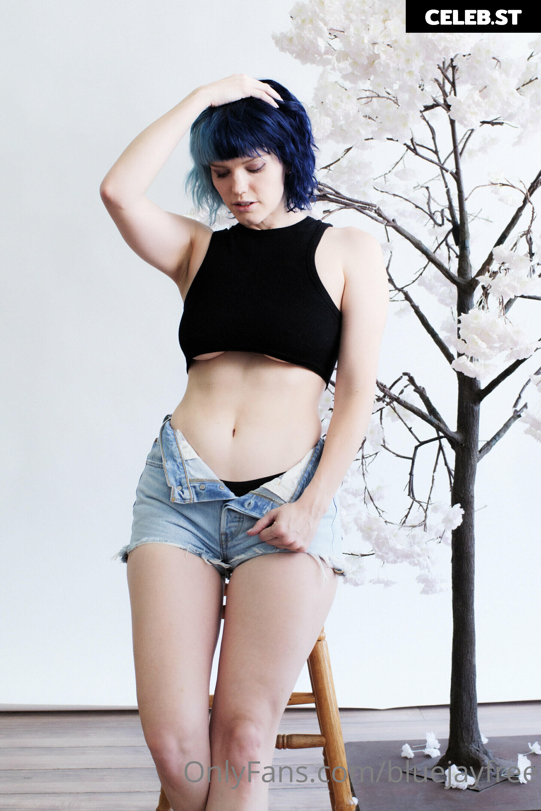 Bluejay Image 4332127