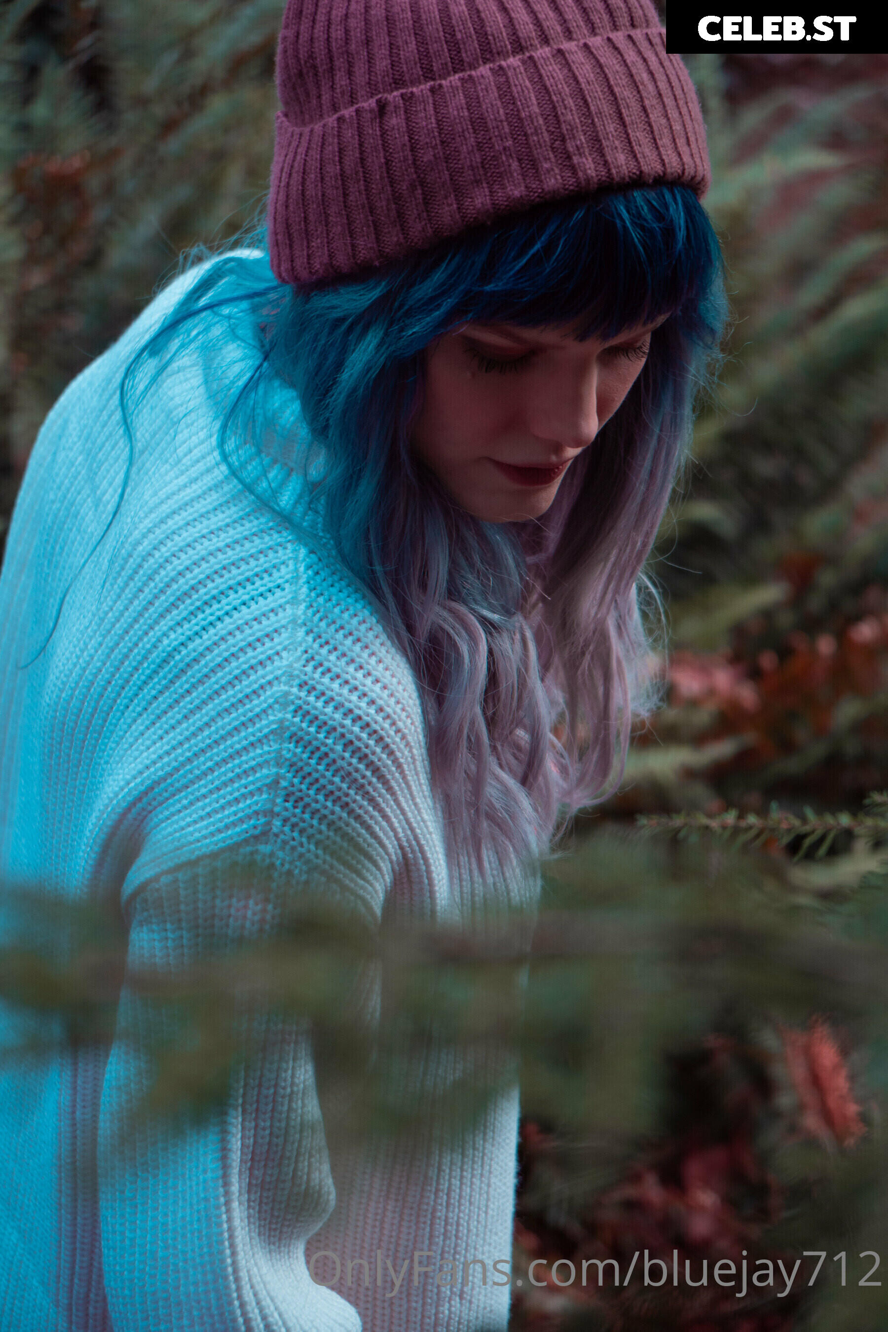 Bluejay Image 4313385