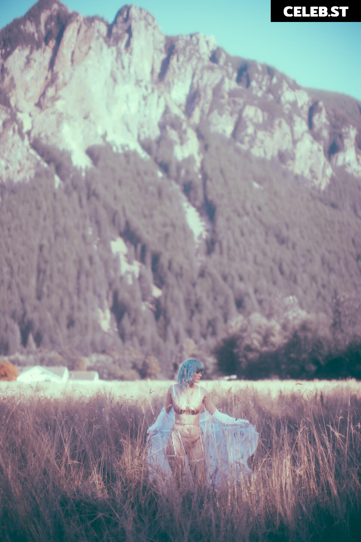 Bluejay Image 4302493