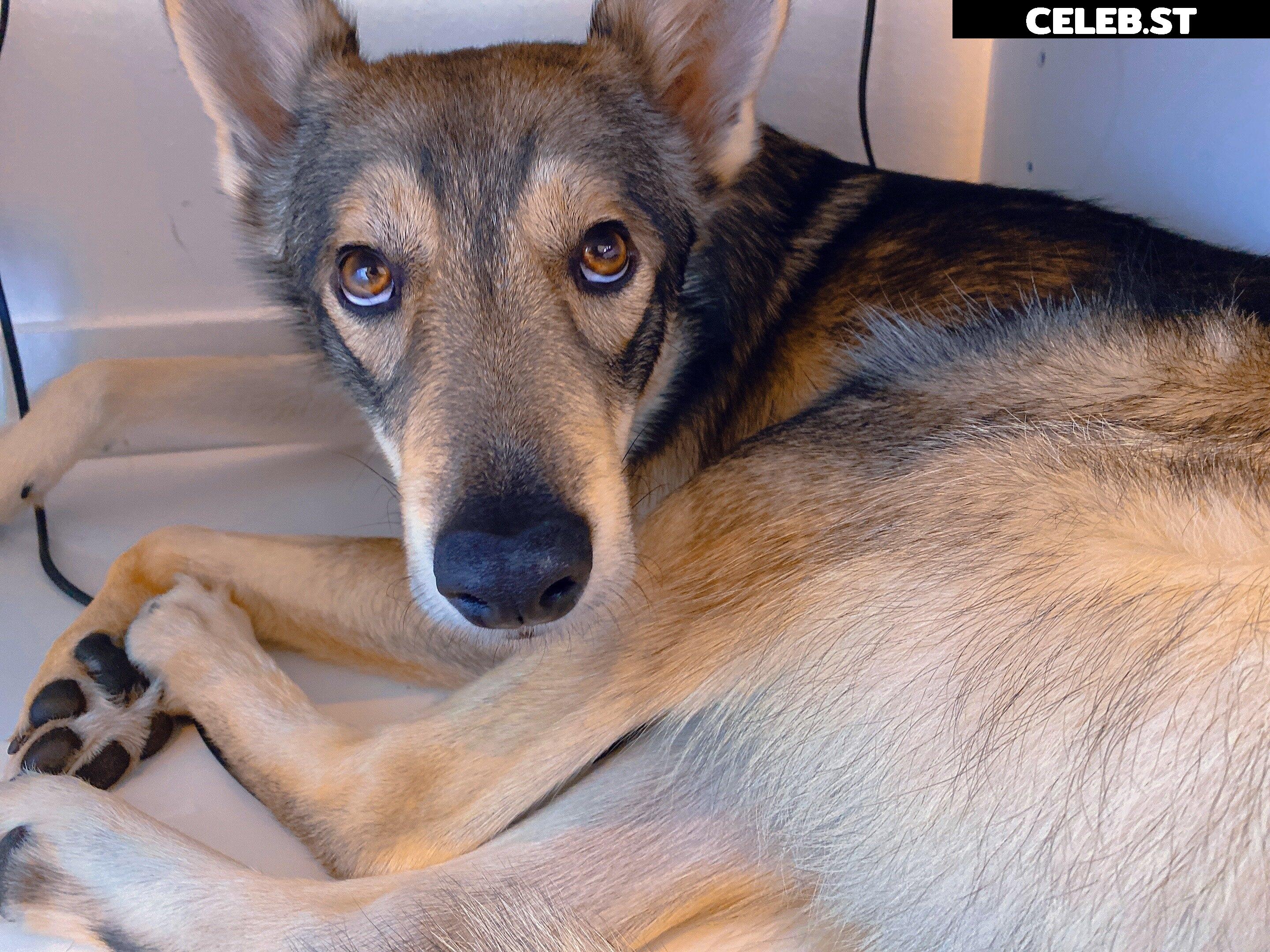 Obokozu Image 466954