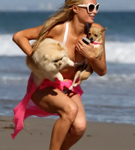 Image 9947637 from Paris Hilton