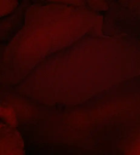 Image 2873137 from Suki Waterhouse