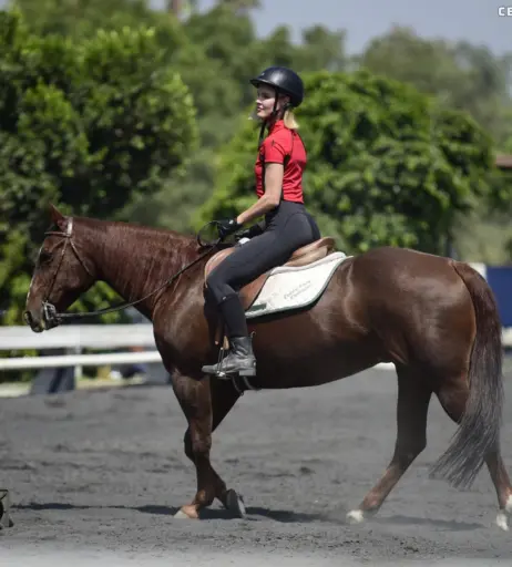 Image 2858290 from Joy Corrigan