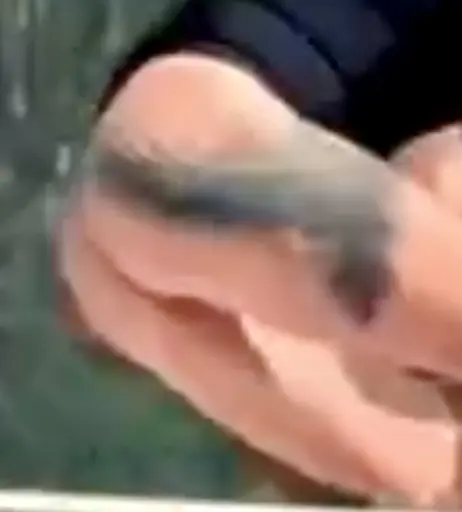 Image 2814713 from Josephine Welsch