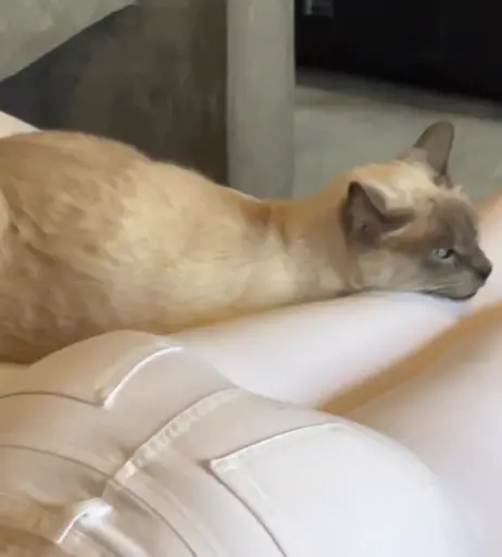 Image 2565746 from Sohni Ahmed