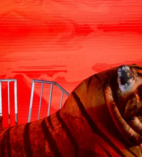 Image 2648923 from Tyla