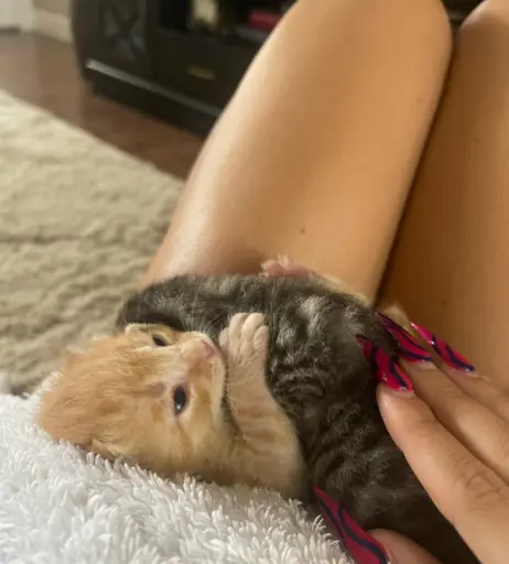 Image 20183889 from Disko.kitty / kittywants2play / diskomfkitty