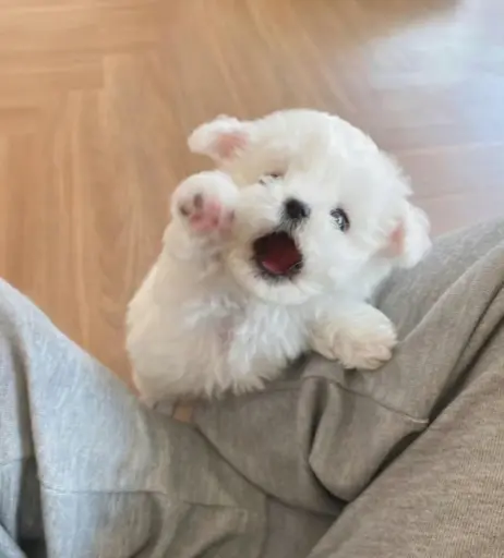 Image 11505132 from 俏妞qiaoniuTT , 俏妞qiaoniu , qiaoniuTT , qiaoniu