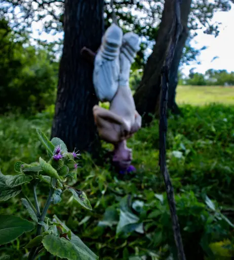 Image 12658331 from LumiRue