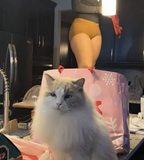 Image 12552838 from Amariah Morales