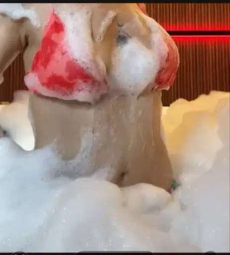 Image 12429289 from anadavilag9 / fresitadg1 / afdg120