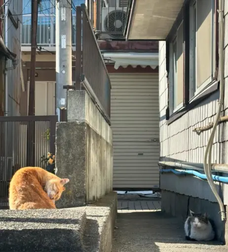 Image 12120675 from skr_u_