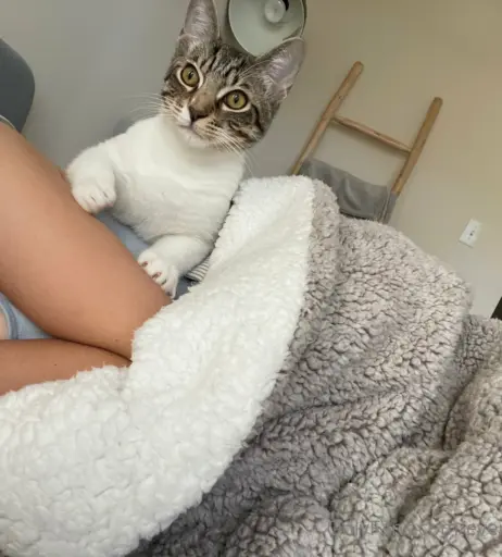 Image 14653471 from everybodymeow