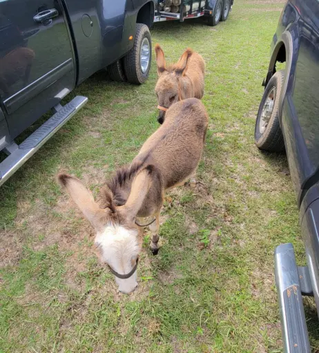 Image 16737078 from mikes_garage