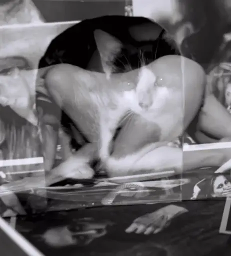 Image 10711431 from Letícia Spiller