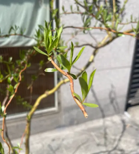 Image 10540509 from georgettexx BGHK20