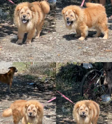 Image 10138546 from Akari_Cos