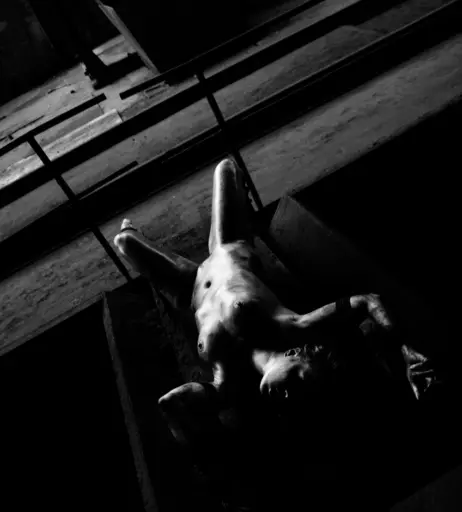 Image 3132666 from Calvato Photography - Patreon