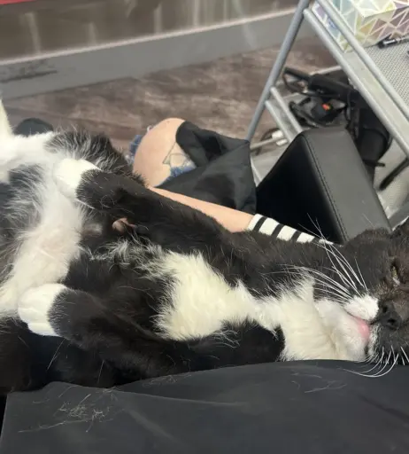 Image 3655354 from CottontailVA