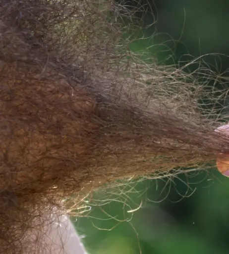 Image 4170462 from pearlsage (Pearl Sage?Hairy Princess)