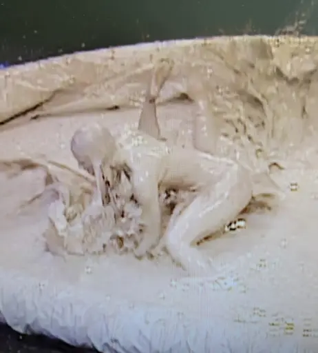 Image 4367792 from WWE Trish Stratus