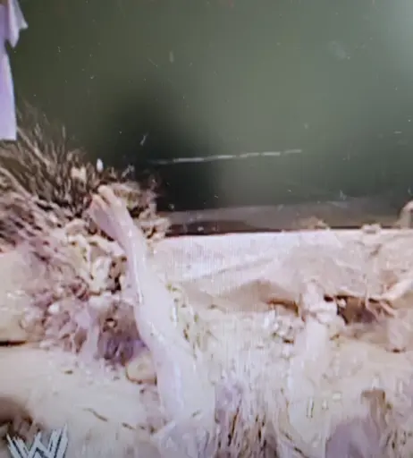 Image 4367639 from WWE Trish Stratus