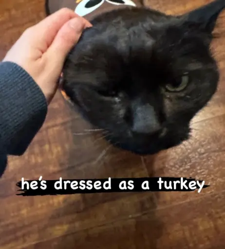 Image 4317951 from Kaisa / Kaisastreams