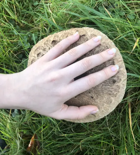 Image 4301376 from inislein