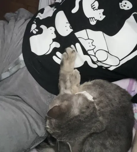 Image 4303084 from inislein