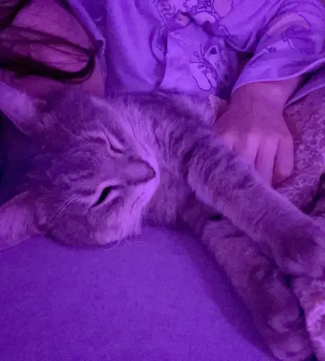 Image 4979984 from inislein