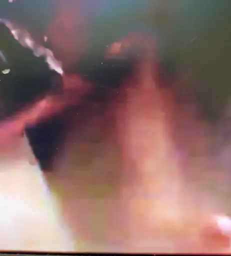 Image 4445819 from WWE Torrie Wilson