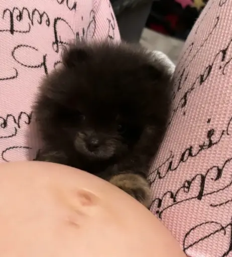 Image 4400285 from Danielle Bregoli / Bhad Bhabie