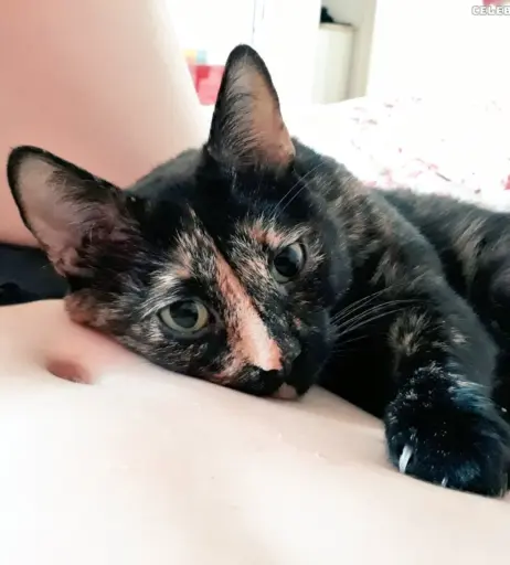 Image 468660 from Lillya_cb