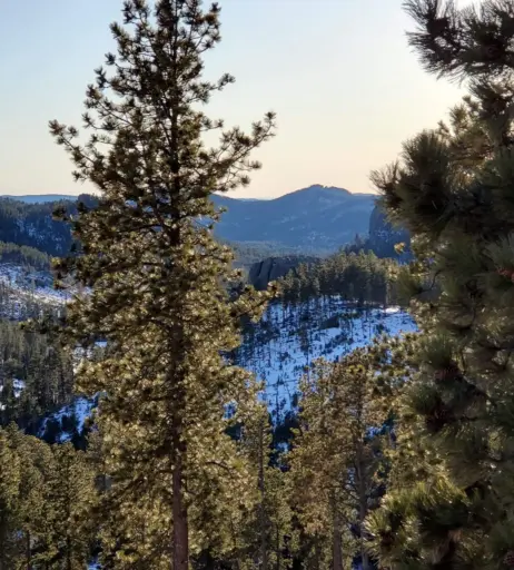 Image 4781023 from Ember Wolf