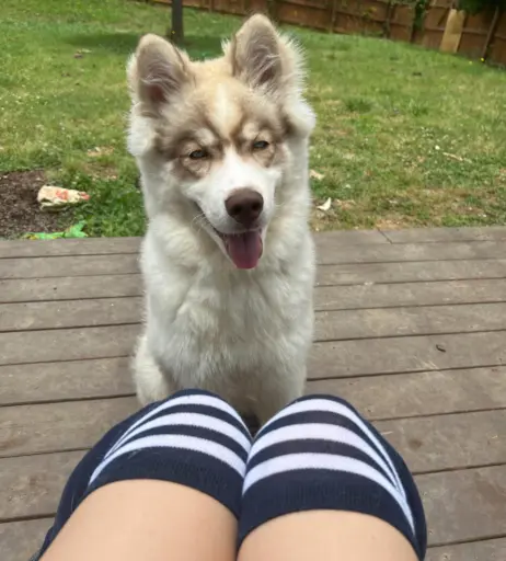 Image 4045861 from Caroandlace